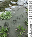 Deer footprints (from Minamikawa River, Tanzawa, Kanagawa Prefecture) 114253016