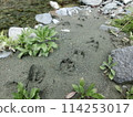 Deer footprints (from Minamikawa River, Tanzawa, Kanagawa Prefecture) 114253017