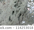 Deer footprints (from Minamikawa River, Tanzawa, Kanagawa Prefecture) 114253018