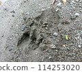 Deer footprints (from Minamikawa River, Tanzawa, Kanagawa Prefecture) 114253020