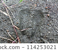 Deer footprints (from Minamikawa River, Tanzawa, Kanagawa Prefecture) 114253021