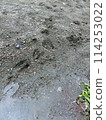 Deer footprints (from Minamikawa River, Tanzawa, Kanagawa Prefecture) 114253022
