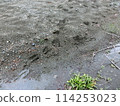 Deer footprints (from Minamikawa River, Tanzawa, Kanagawa Prefecture) 114253023