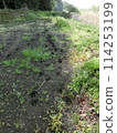 Deer footprints (from cultivated land along the Yojuhachise River, Hadano City, Kanagawa Prefecture) 114253199
