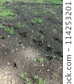 Deer footprints (from cultivated land along the Yojuhachise River, Hadano City, Kanagawa Prefecture) 114253201