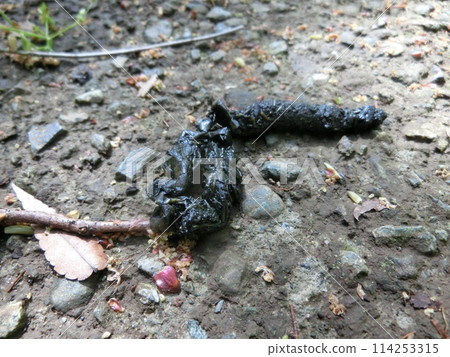 日本貂糞（神奈川縣秦野市四十八瀨川沿岸） 114253315