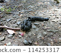 Japanese marten droppings (along the Yojuhachase River, Hadano City, Kanagawa Prefecture) 114253317