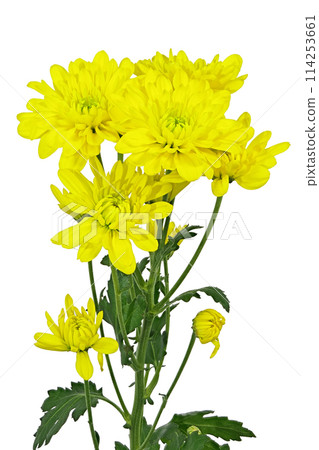 【菊花SP媽媽黃】（深度合成） 114253661