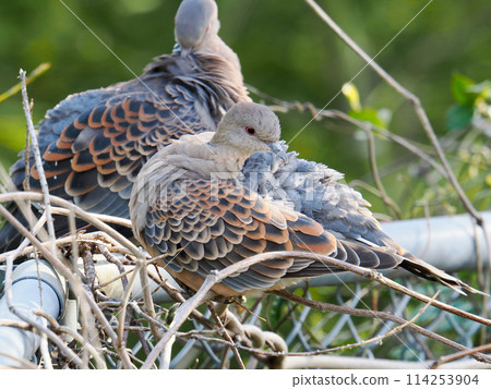 A Turtle Dove preening its feathers A Turtle Dove preening its feathers 114253904