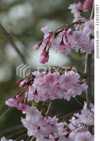 垂枝櫻花 114253987