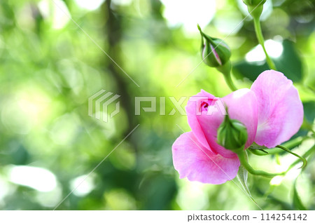 Flowers seen in a nearby rose garden Flowers seen in a nearby rose garden 114254142