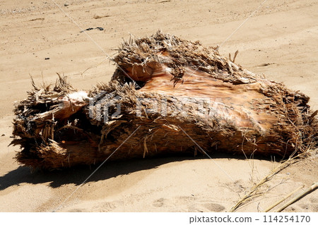 Driftwood washed up on the beach at Kurushima Strait 114254170