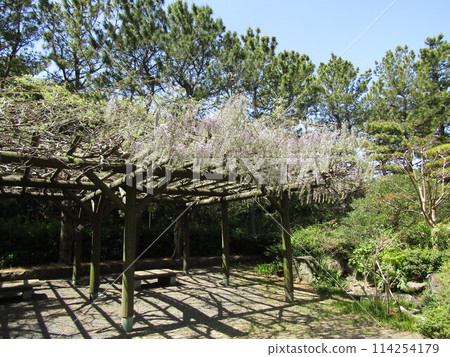 Wisteria flowers starting to bloom on the wisteria trellis in the Japanese garden at Inage Seaside Park Wisteria flowers starting to bloom on the wisteria trellis in the Japanese garden at Inage Seaside Park 114254179
