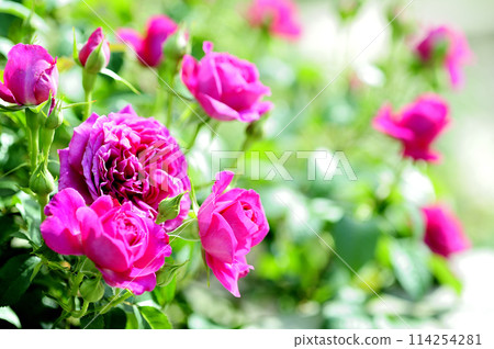 Flowers in a rose garden 114254281