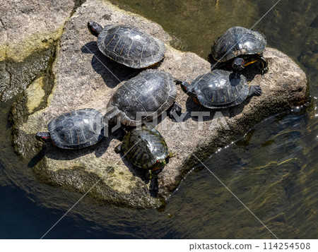 Many red-eared sliders in a river 114254508