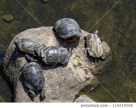 河裡有很多紅耳龜 114254509