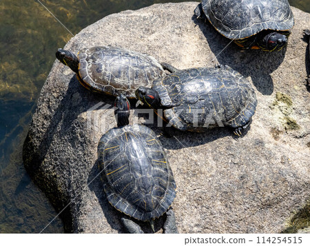 Many red-eared sliders in a river 114254515