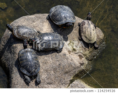 Many red-eared sliders in a river 114254516