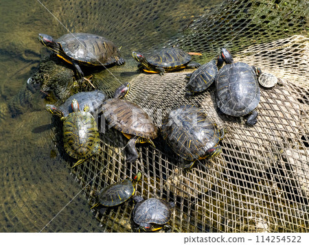 河裡有很多紅耳龜 114254522