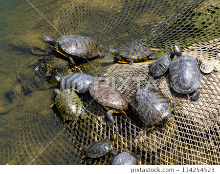 Many red-eared sliders in a river 114254523