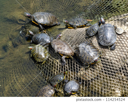 河裡有很多紅耳龜 114254524