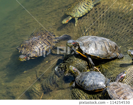 Many red-eared sliders in a river 114254530