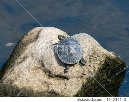 一隻年輕的紅耳龜爬到河裡的一塊岩石上擦乾外殼。 114254540