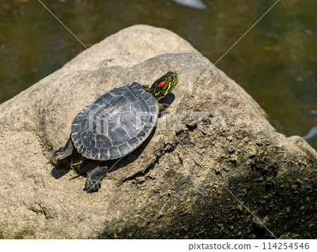 A young red-eared slider turtle sunning itself on a rock in the river A young red-eared slider turtle sunning itself on a rock in the river 114254546