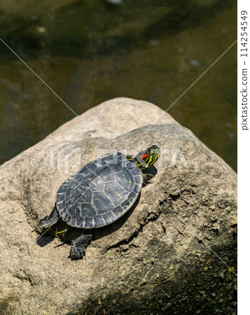 A young red-eared slider turtle sunning itself on a rock in the river 114254549