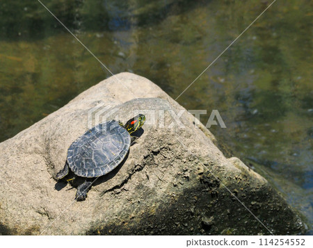 一隻年輕的紅耳龜爬到河裡的一塊岩石上擦乾外殼。 114254552