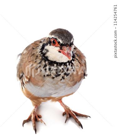 French Partridge, Alectoris rufa 114254761