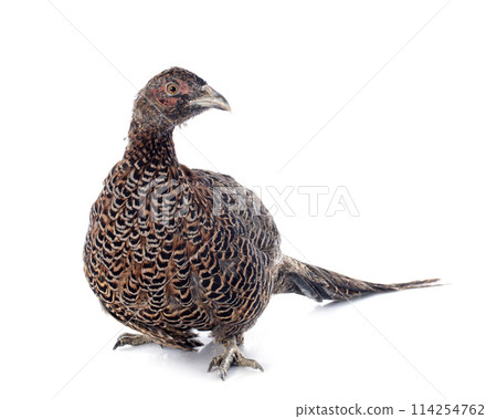 female European Common Pheasant female European Common Pheasant 114254762