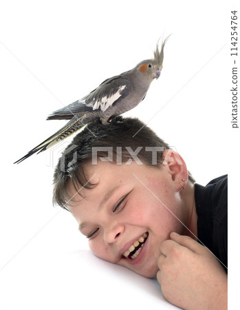 Cockatiel and boy 114254764
