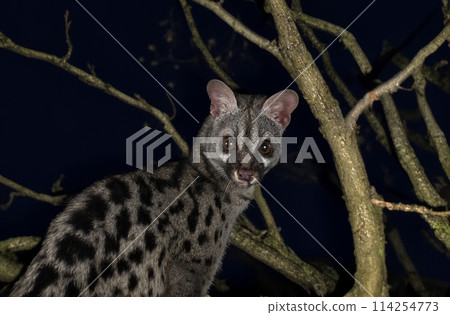 Common genet in studio Common genet in studio 114254773