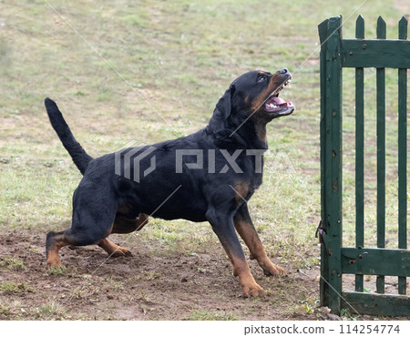 training of rottweiler training of rottweiler 114254774