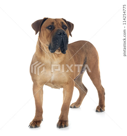 African boerboel in studio African boerboel in studio 114254775