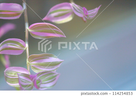 Pink petal 114254853