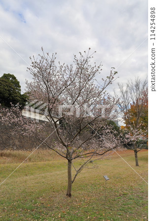 Winter cherry blossoms beginning to bloom on Inui Street in the Imperial Palace Winter cherry blossoms beginning to bloom on Inui Street in the Imperial Palace 114254898