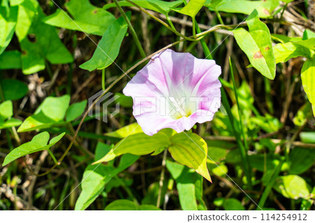 Morning glory flowers blooming in Fukiya, Takahashi City, Okayama Prefecture Morning glory flowers blooming in Fukiya, Takahashi City, Okayama Prefecture 114254912