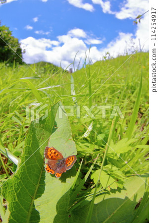 藍天和 lycaenia 蝴蝶 114254917