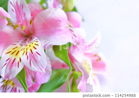 Early summer flowers, pink lilies 114254988