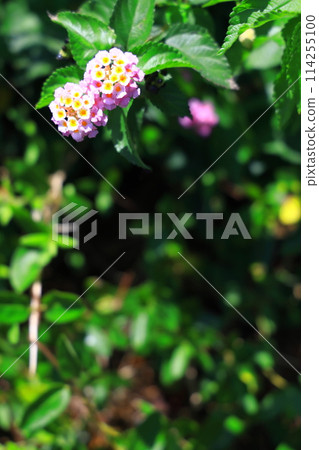 顏色變化，馬纓丹花 114255100