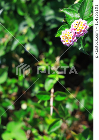 顏色變化，馬纓丹花 114255101