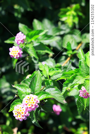 Color change, Lantana flower Color change, Lantana flower 114255102