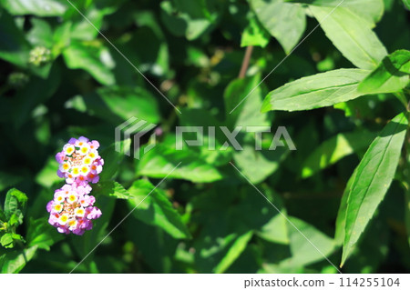 顏色變化,馬纓丹花 顏色變化,馬纓丹花 114255104