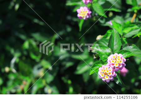 Color change, Lantana flower 114255106