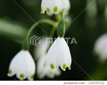 雪花 雪花 114255112