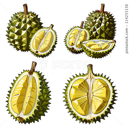 Durian illustration set Durian illustration set 114255138