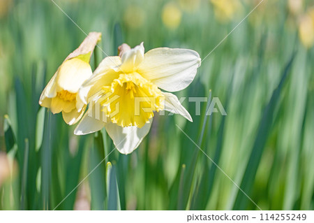 Flowers around the house, various for each season. White, pure flowers have bloomed in the spring flowerbed. White daffodils. 114255249