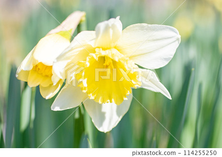 Flowers around the house, various for each season. White, pure flowers have bloomed in the spring flowerbed. White daffodils. 114255250